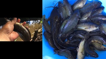 Câu cá rô đồng, cá trê, cá chốt sông | Câu cá thiên nhiên.