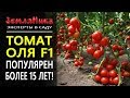 Холодостойкий и урожайный Томат Оля F1. Агрофирма Ильинична. Светлана Игнатова.