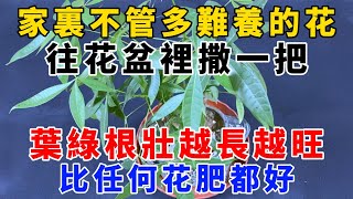 家裏不管多難養的花，往花盆裡撒一把，葉綠根壯越長越旺，比任何花肥都好，【魔法創作室】，1000 ways to be better at life