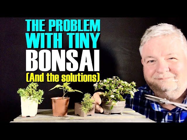 The Secrets of Tiny (Mame) Bonsai Development class=