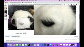 Download Lagu Overview of Ebay Auctions for Rare Ty Beanie Babies by 1 Seller - Part 1 MP3 Download Lagu Overview of Ebay Auctions for Rare Ty Beanie Babies by 1 Seller - Part 1 MP3