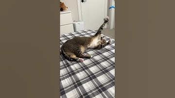 Kitty wants to play but is too lazy to move 😻🙃 Cute cat video #funnycatvideos #cat #funny #viral