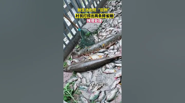 谁干的！放生池里放鳄雀鳝，村民打捞出两条。目击者：怕有危险，掩埋处理！【真相记】 - 天天要闻