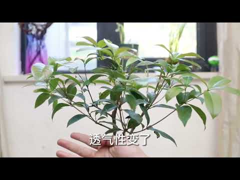 桂花叶片掉光了，快养死了怎么办？园艺师教你，用“HB101”救它