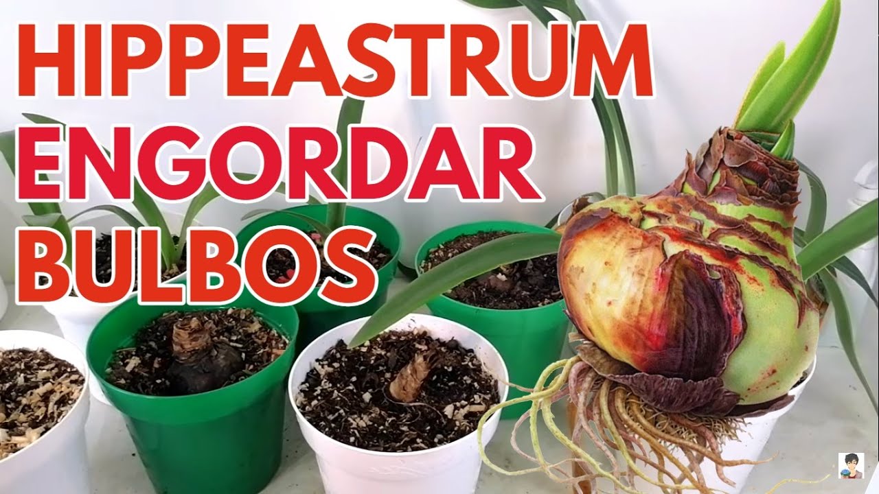 hippeastrum how to fatten amaryllis bulbs - thptnganamst.edu.vn