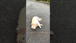 Dog Refuses to Move Without a Treat