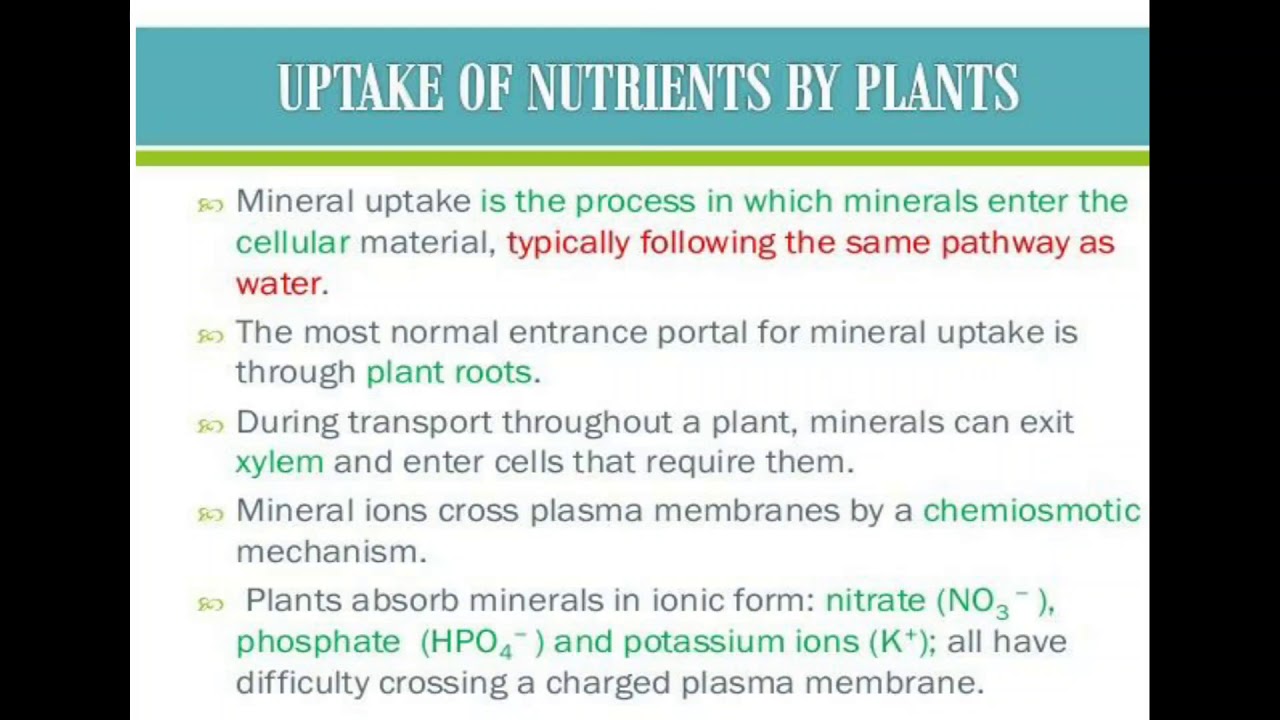 Mineral Uptake Passive Mechanism YouTube