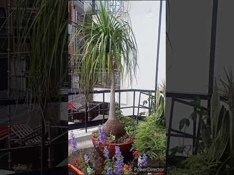 Balcony Plants enjoying rains