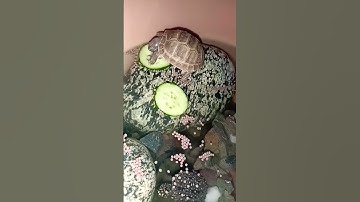 Tortoise eating cucumber 🥒🐢😍🍽️😋🥹 #turtle #turtlefeeding #tortoise #tortoisevideo