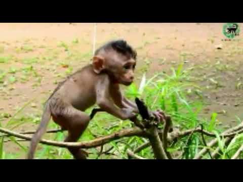 اذیت کردن بچه ميمون تنها توسط بچه میمون های دیگ بچه میمون ازار اذیت