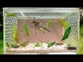 hunt beautiful insects,giant grasshopper,leafhopper,locust and cricket