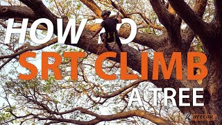 How to climb a tree SRT with a Rope Wrench or Taz Lov3