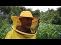 aliviando poblacion de nucleos de abejas seguimiento( 2)