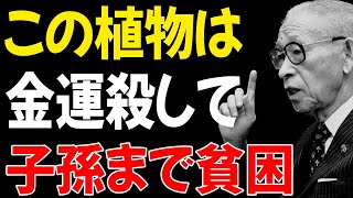【99%が見逃す】玄関にあると「一生貧乏になる」7つの観葉植物│松下幸之助が警告する運命の分かれ道│偉人の言葉