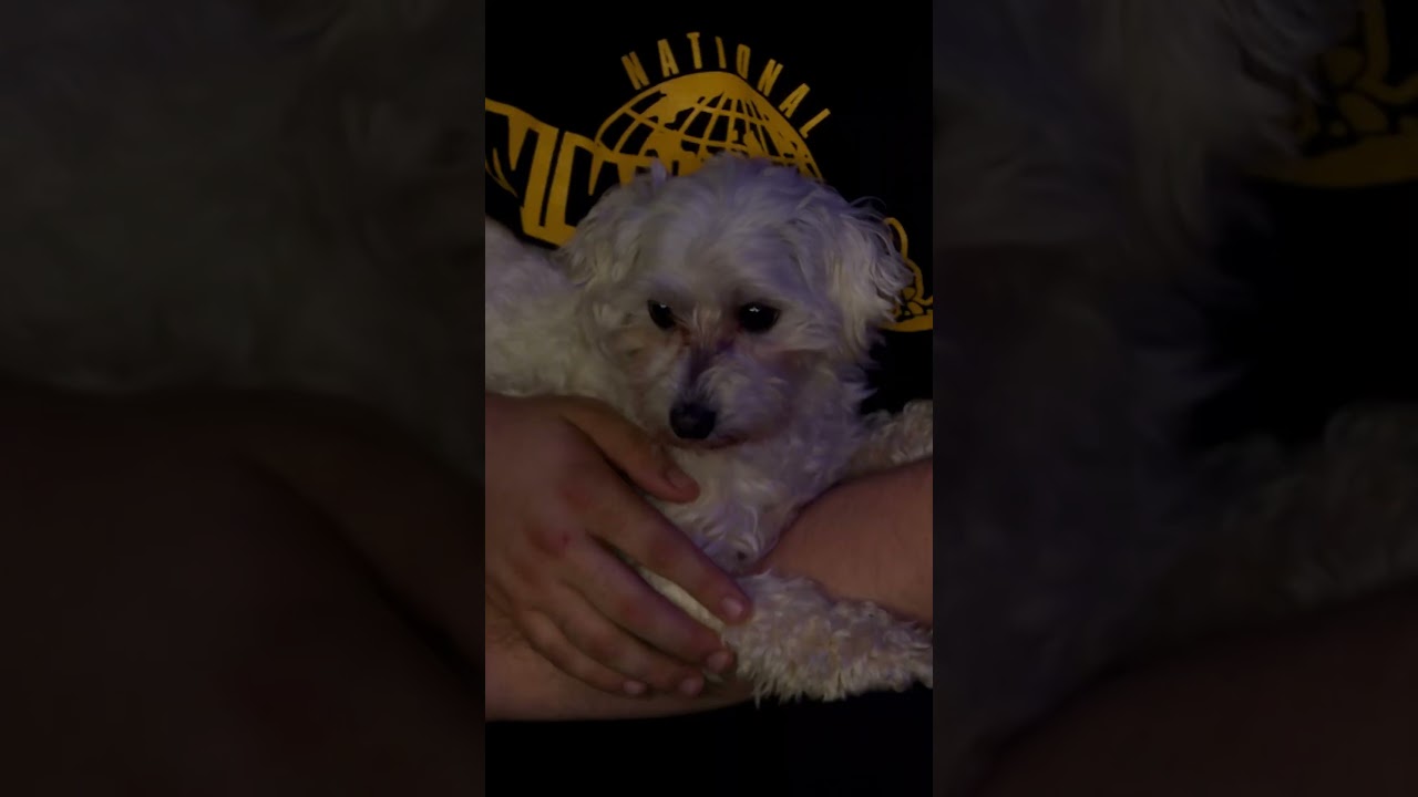 Who Let That Dog in Here!?