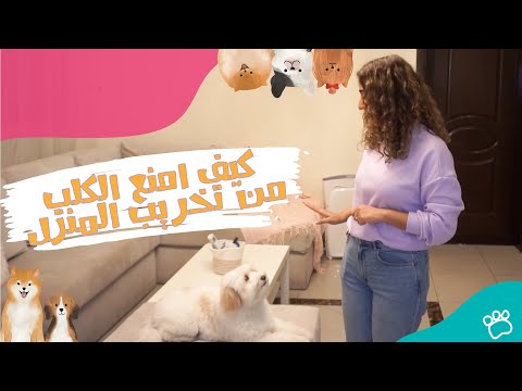 فيديو: هل يساعد قول الوداع في منع القلق من انفصال الكلاب؟