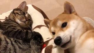 ♥Cute Dogs and Cats Compilation 2018♥ 13 by Dog - Puppies, Terrier, Poodle, Rottweiler, Pug 478 views 6 years ago 6 minutes, 53 seconds