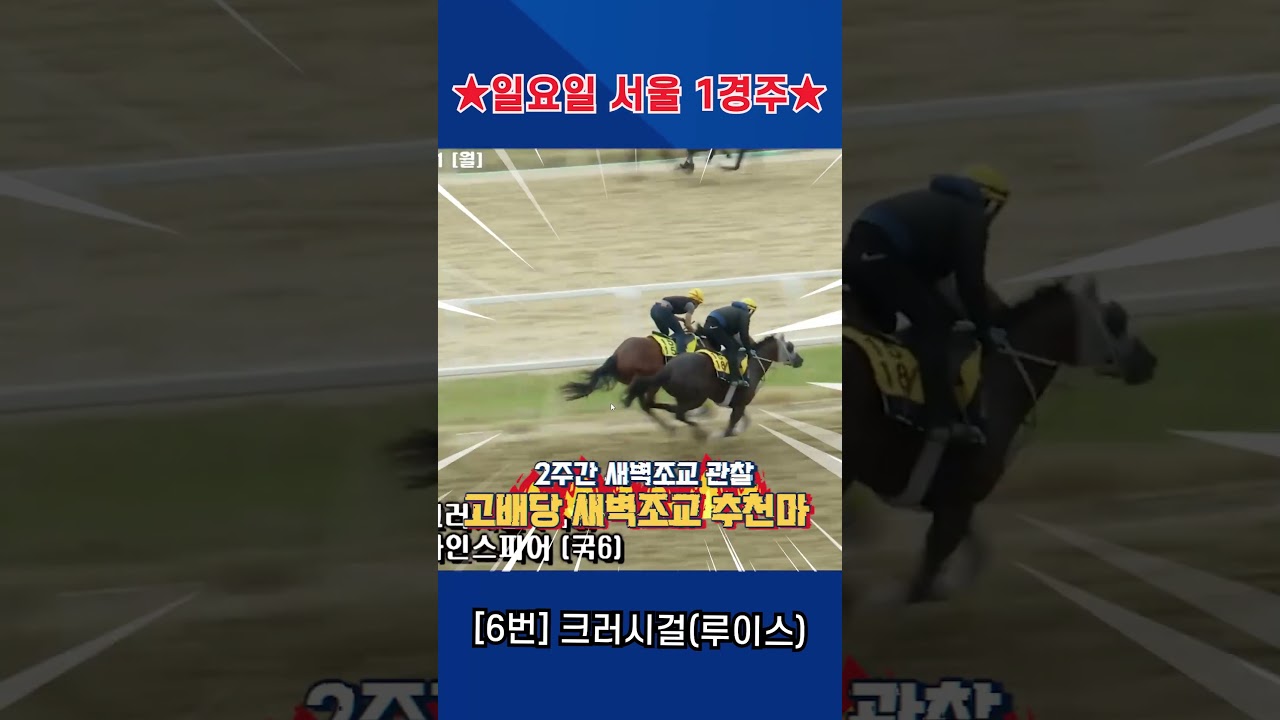 5월17일 일요일 서울 1경주!! 2주간 훈련보인 강백호의 새벽조교 쏘스마!!