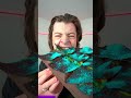 LukeDidThat Eats Huge SPICY CHOCOLATE #shorts