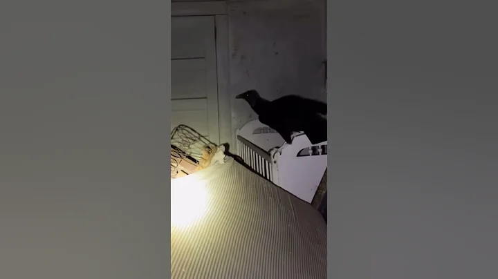 Urban Explorers worst fears… part 8 #urbexing #abandoned #urbanexplorers #scary #creepy #viral