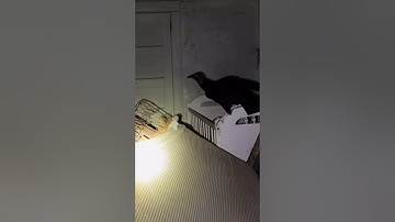 Urban Explorers worst fears… part 8 #urbexing #abandoned #urbanexplorers #scary #creepy #viral