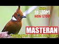 Masteran Suara Tembakan Cililin Panjang Untuk Burung Kicau Audio 10