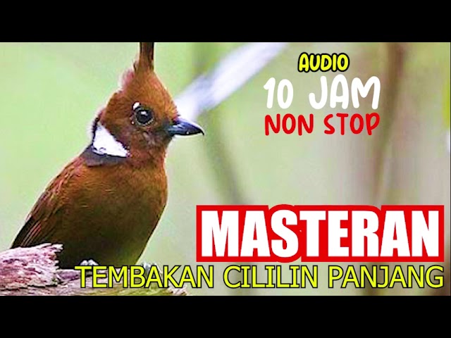 MASTERAN SUARA TEMBAKAN CILILIN PANJANG UNTUK BURUNG KICAU, AUDIO 10 JAM NON STOP class=