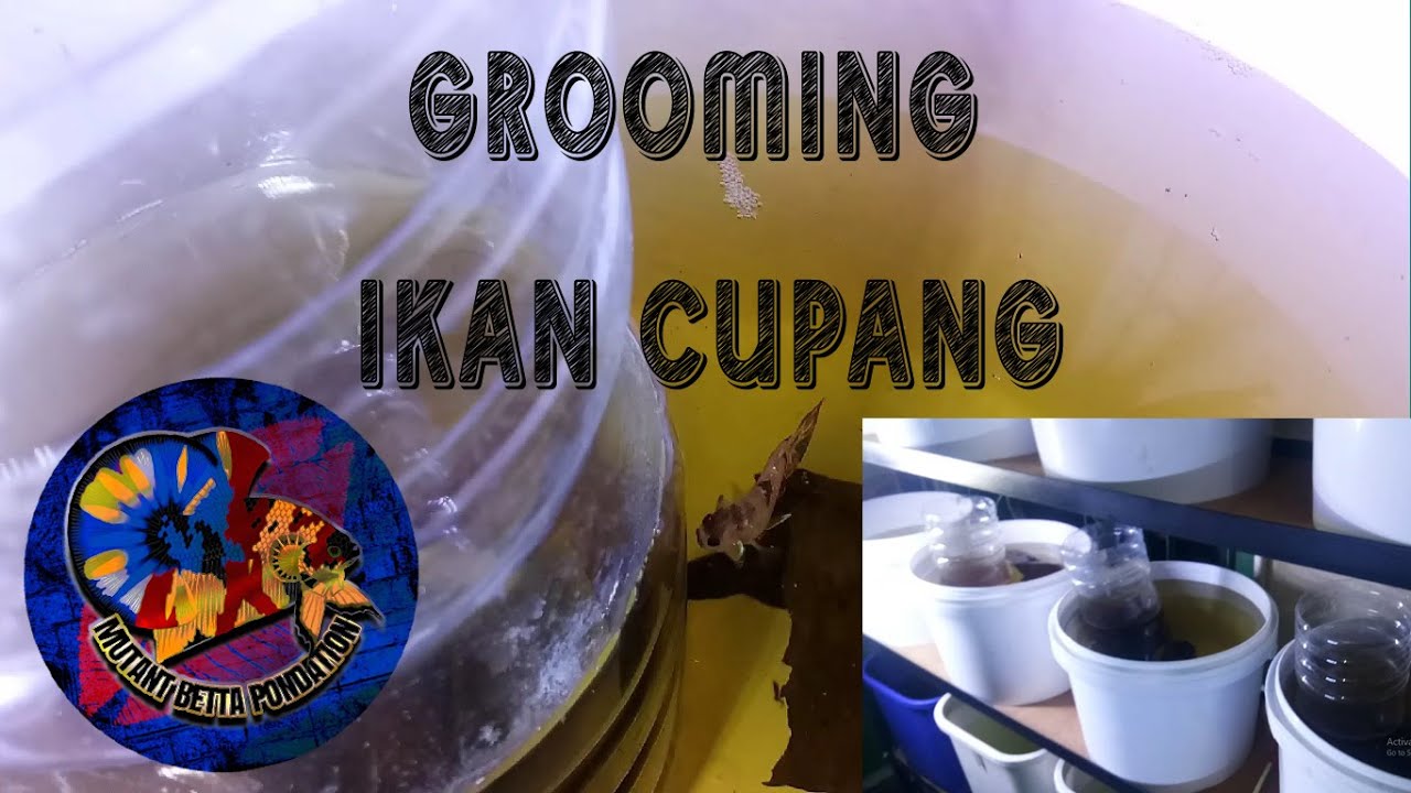Grooming Ikan Cupang Paling Ampuh - Mutant Betta Pondation