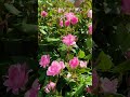 ぎふワールドローズガーデン　ウェルカムガーデン　グラデーションの花の海今年は１週間ほど早いからお早めに