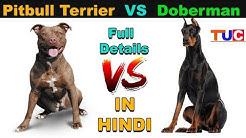 Pitbull Terrier VS Doberman Pinscher : Dog VS Dog : TUC