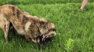 dog fight during mating season ( illyrian shepherd mating season ) by Illyrian Shepherd 8,738 views 2 years ago 35 seconds