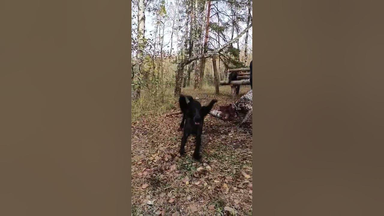 уши спаниеля - YouTube