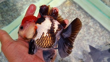 Oranda đuôi lụa Cá Vàng mini - Goldfish