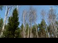 Последний снег в лесу | С любовью к русской природе