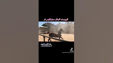 الجليلية بنت البطل سبارتاكوس تو للبيع Al Jalilah Daughter Of Spartacus To For Aalt O Today Tonight 