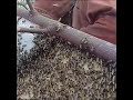 Wild Honey Harvesting Satisfying | Honeycomb is 14kg Delicious Honey