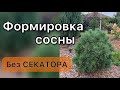 Для гениальных садовников. Обрезка без секатора.Формировка сосны Ватерери. #хвойныерастения  #сосны