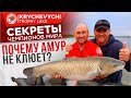 Почему амур НЕ КЛЮЕТ!