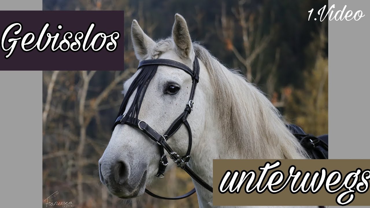 Gebisslos im Gelände unterwegs         1. Video