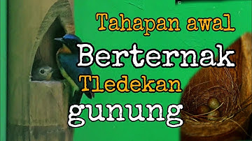 🔴TAHAP AWAL TERNAK BURUNG TLEDEKAN GUNUNG‼️
