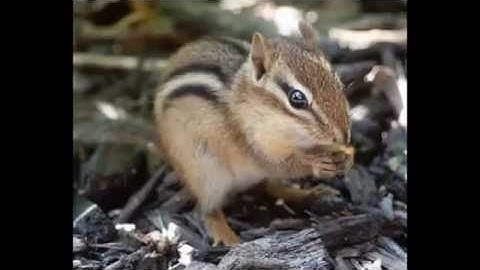 The Difference Between Chipmunks and Squirrels