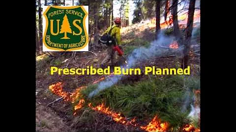 David Lammers Hgh PineForest
