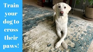 Train Your Dog to Cross Paws! (with Kyle Kittleson)
