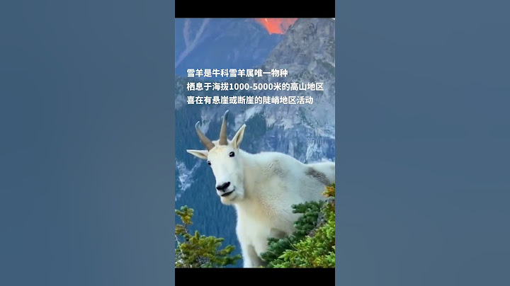 在高山上偶遇極其罕見的“山神”雪羊！#當然要記錄啊 #記錄吧就現在 #登山 #戶外 #上岸 #成功上岸 #罕見 #雪羊 #錦鯉 #筆記靈感 #shorts