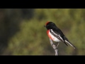 Red capped Robin shot with the Canon 5Dmk4 &amp; 500mm f4 lens