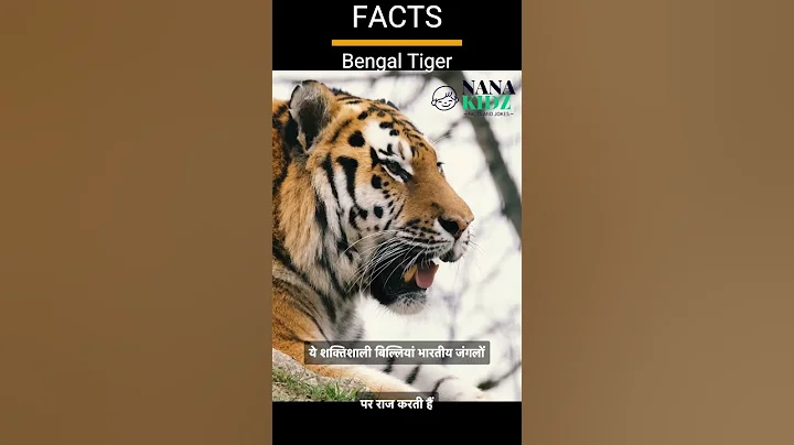 Roar with the majestic Bengal Tigers of India