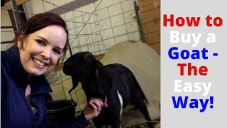 How to Buy a Goat The Easy Way!