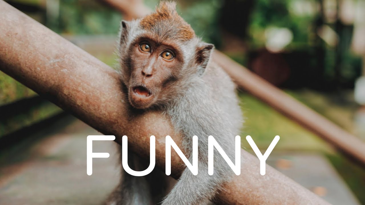 Funny Happy Animals Background Music For Videos YouTube funny-happy-animals-background-music-for-videos-youtube