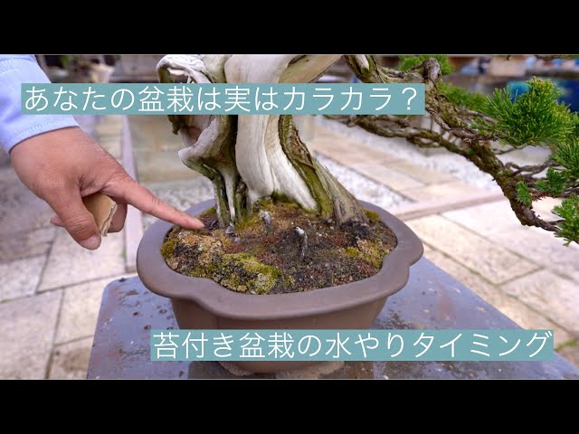 天然苔 bonsai Is it dry? Timing of watering bonsai with moss - YouTube