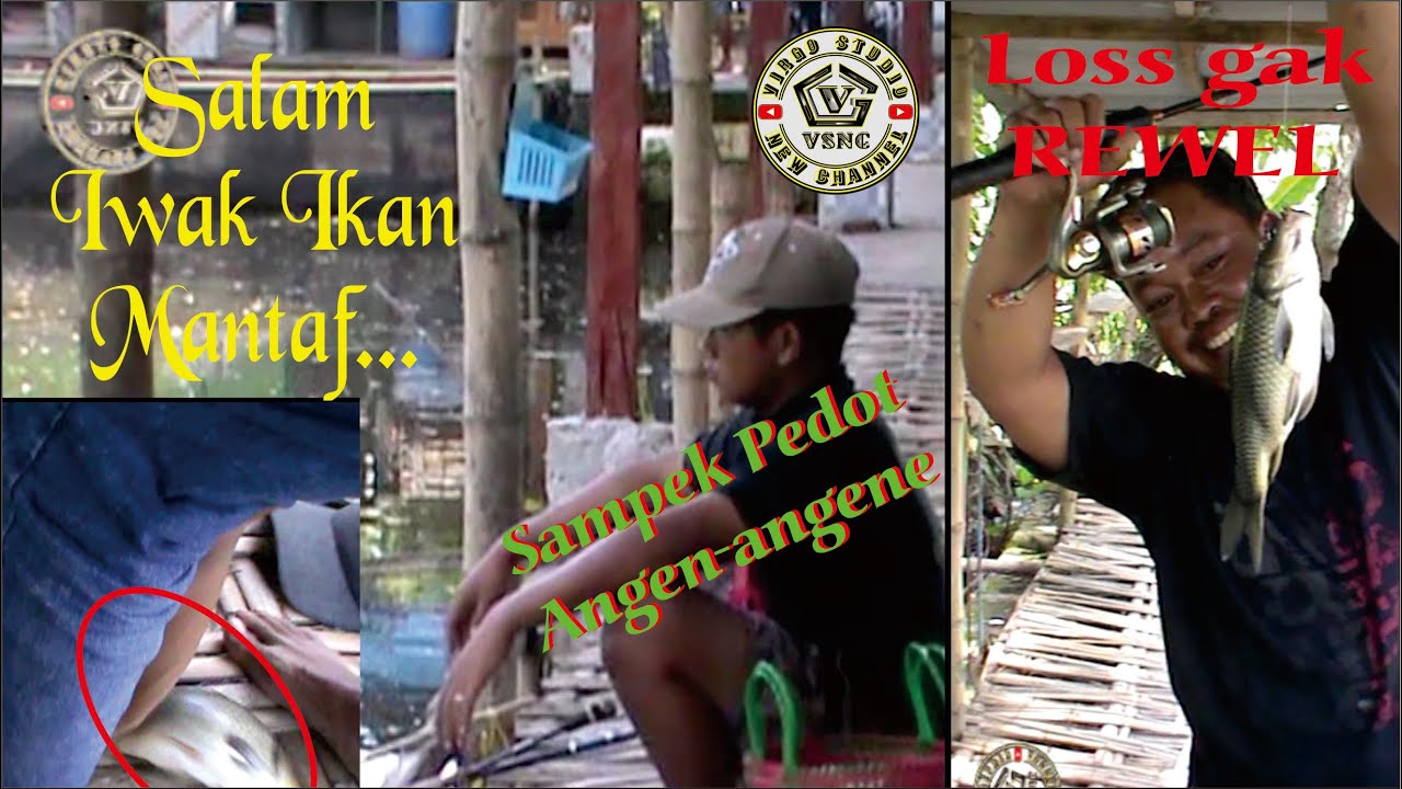 Apes Sudah Naik Nyebur Lagi | Mancing Ikan mas / Tombro Rutin Harian